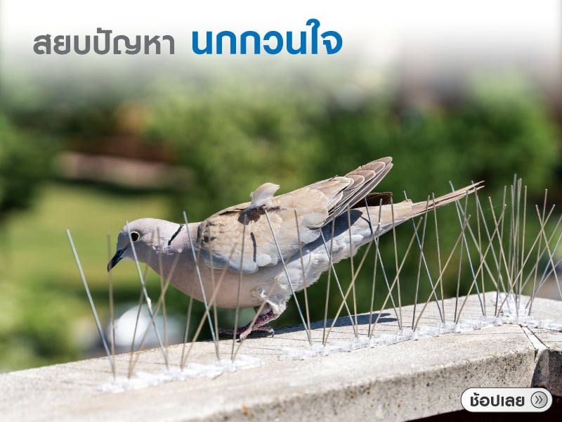 ป้องกันนก