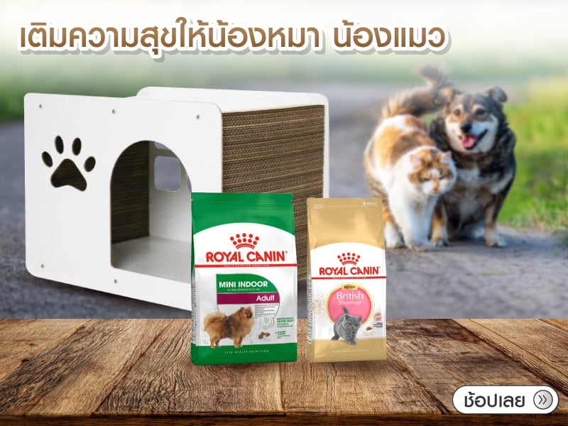 ทำทานให้น้องหมา และน้องแมว