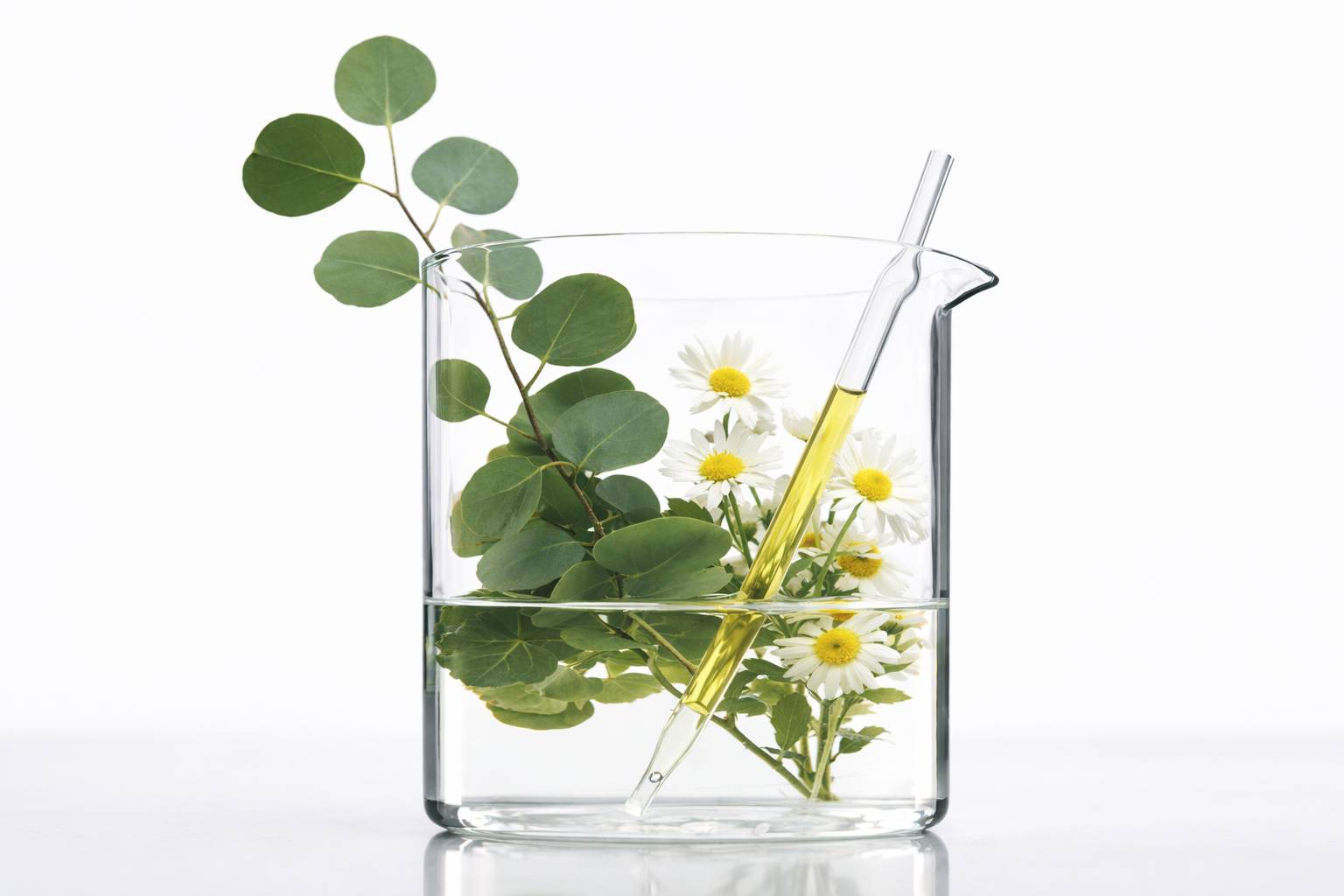 กลิ่นยูคาลิปตัส