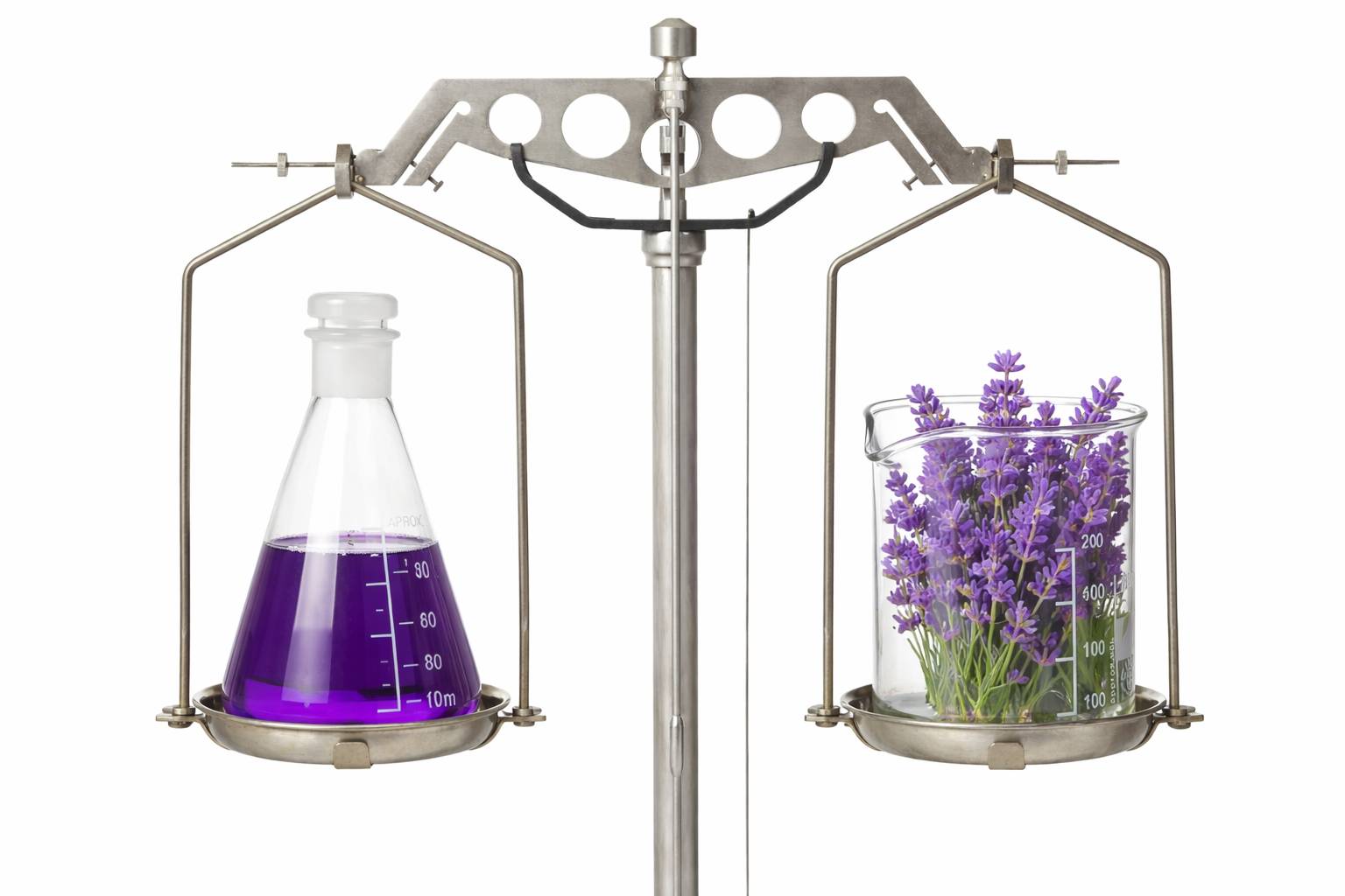 กลิ่นลาเวนเดอร์