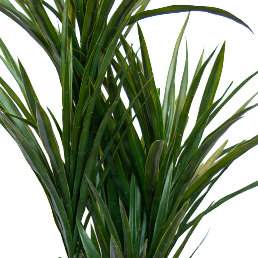 ต้นไม้ประดิษฐ์ในกระถาง CHIC REPUBLIC รุ่น DRAGON TREE/110 สีเขียว