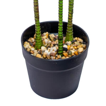 ต้นไม้ประดิษฐ์ในกระถาง CHIC REPUBLIC รุ่น DRAGON TREE/110 สีเขียว_6