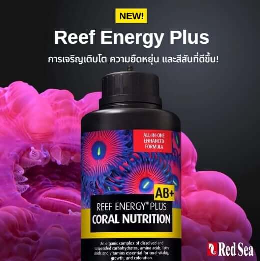 อาหารสำหรับปะการัง RED SEA REEF ENERGY PLUS AB+ (500ML)_3
