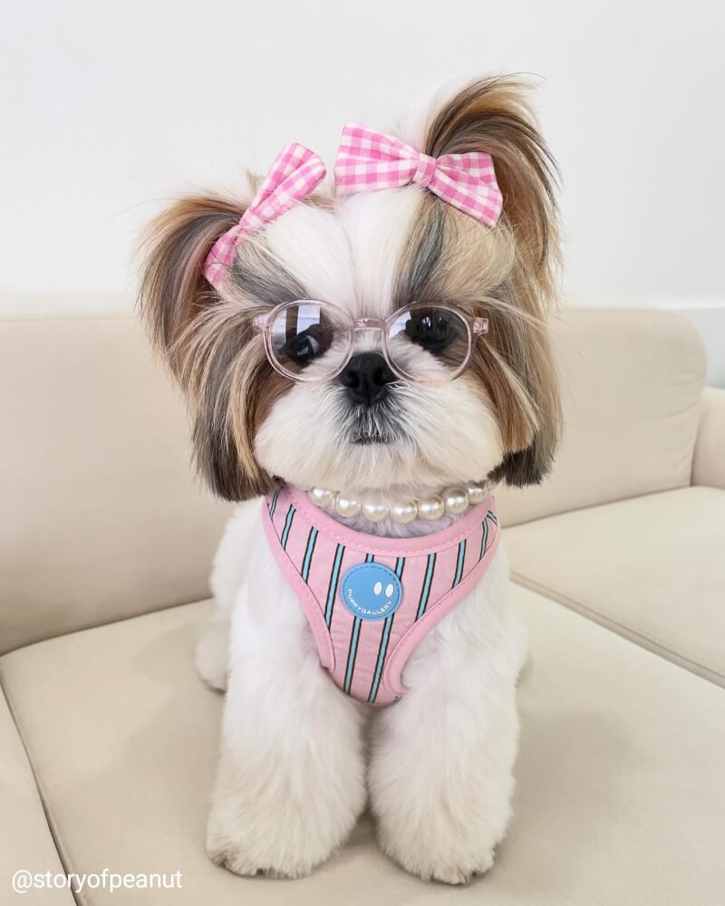 ของเล่นสัตว์เลี้ยง PUPPY GALLERY Stripe Daisy Toy สีชมพู (มีเสียงเมื่อบีบ)