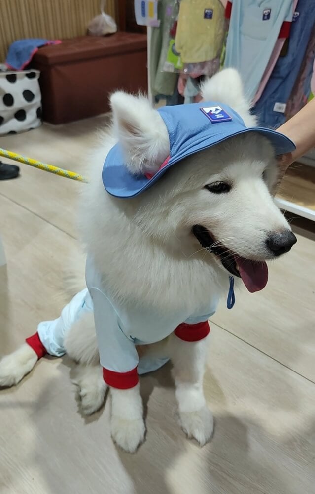 หมวกสัตว์เลี้ยง PUPPY GALLERY ไซซ์ S สีฟ้า มาพร้อม Cooling Pads