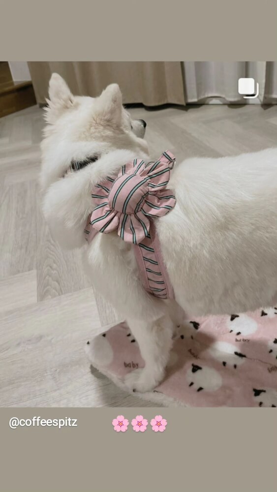 ของเล่นสัตว์เลี้ยง PUPPY GALLERY Stripe Daisy Toy สีชมพู (มีเสียงเมื่อบีบ)