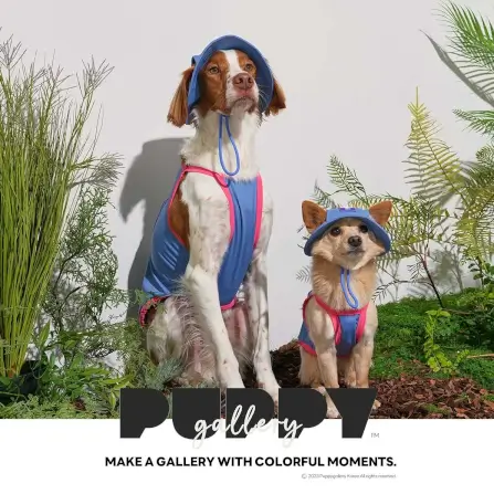 หมวกสัตว์เลี้ยง PUPPY GALLERY ไซซ์ S สีฟ้า มาพร้อม Cooling Pads_3