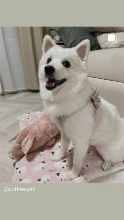 ของเล่นสัตว์เลี้ยง PUPPY GALLERY Stripe Daisy Toy สีชมพู (มีเสียงเมื่อบีบ)_7