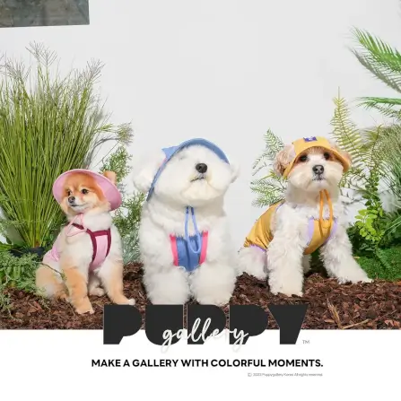 หมวกสัตว์เลี้ยง PUPPY GALLERY ไซซ์ S สีฟ้า มาพร้อม Cooling Pads_12