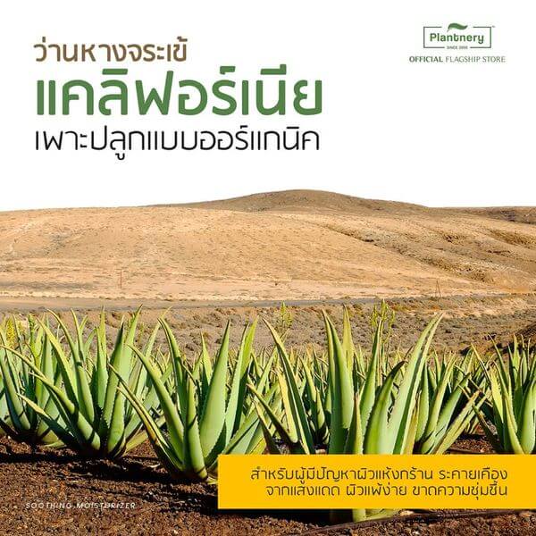 ผลิตภัณฑ์บำรุงผิว แพลนเนอรี่ เจลว่านหางจระเข้ เพิ่มความชุ่มชื้นให้ผิว ขนาด 280 มล.