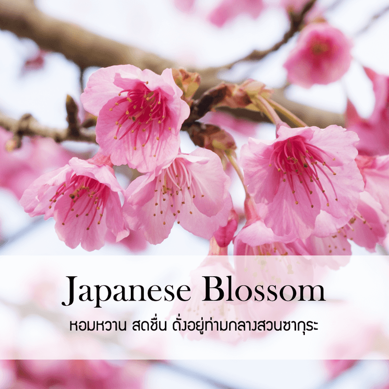 ก้านไม้หอมปรับอากาศ รีฟิล ขนาด 100 มล. กลิ่น Japanese Blossom