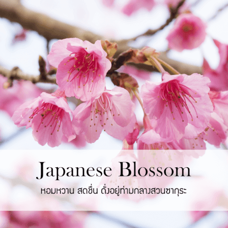 ก้านไม้หอมปรับอากาศ รีฟิล ขนาด 100 มล. กลิ่น Japanese Blossom_1