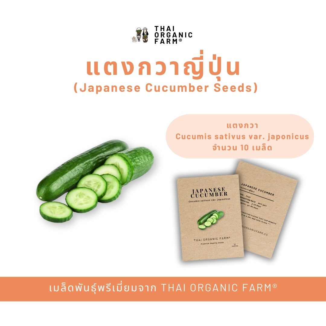 เมล็ดพันธุ์แตงกวาญี่ปุ่น LETPOT ไทย ออแกนิค ฟาร์ม_2