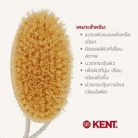 แปรงขัดผิวขนหมูป่าขาวแท้ KENT FD11 ด้ามไม้วงรี สำหรับอาบน้ำและผลัดเซลล์ผิว_4