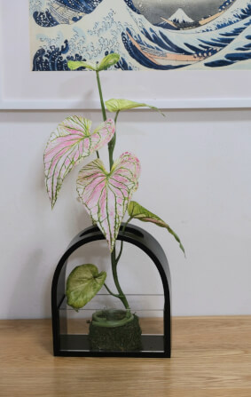 ใบบอนประดิษฐ์ผ้าจัดในแจกัน JGLORYFLOWER สีชมพู แจกันดำ_2