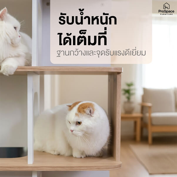 คอนโดแมว สไตล์มินิมอล PROSPACE FURNTIRUE ขนาด 60X40X127.5 ซม. สีไวท์เมเปิ้ล