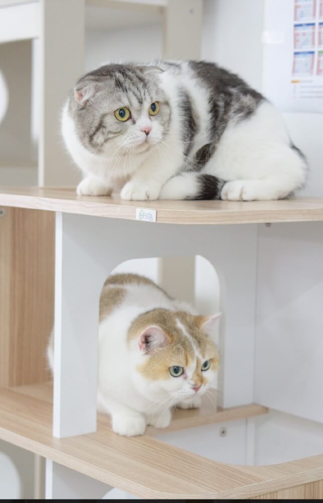 คอนโดแมว สไตล์มินิมอล PROSPACE FURNTIRUE ขนาด 60X40X127.5 ซม. สีไวท์เมเปิ้ล