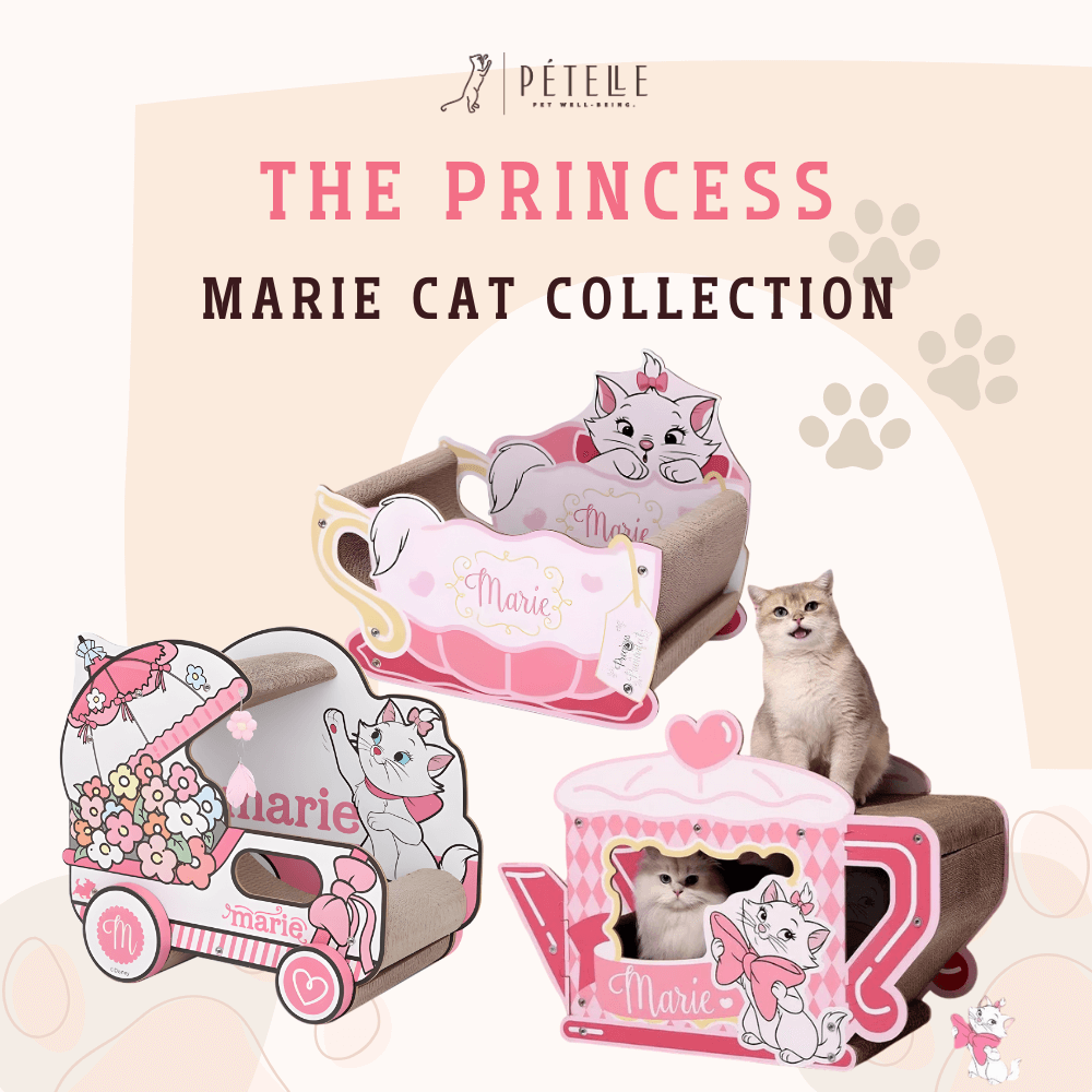 ที่ลับเล็บแมว PETELLE MARIE CAT COLLECTION เลาจน์แมวลายมารี ถ้วยกาแฟ