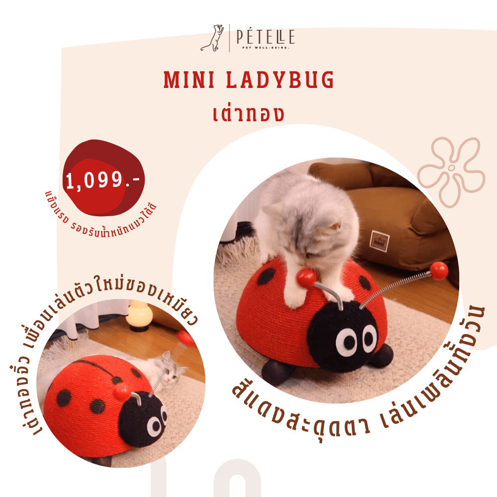 ที่ลับเล็บแมว PETELLE รุ่นแมลงน้อย เต่าทอง