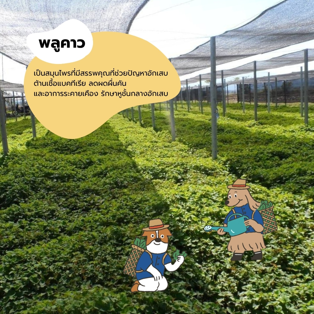 น้ำยาเช็ดหูสัตว์เลี้ยง HOWNDO พลูคาว สูตรอ่อนโยน 100 มล._6