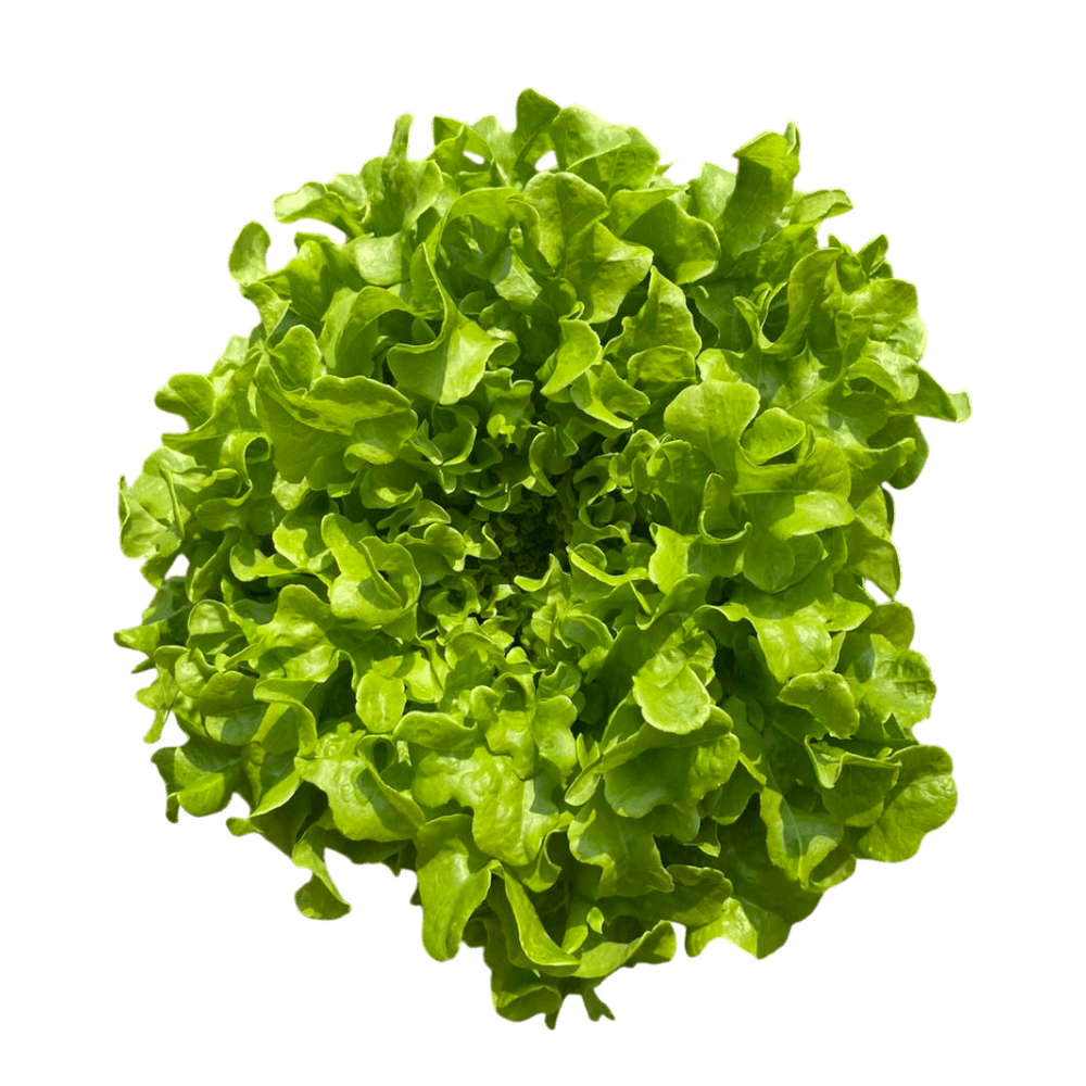 เมล็ดพันธุ์ผักไฮโดรโปนิกส์ HYDROHOBBY 7 ชนิด ชนิดละ 50 เมล็ด (แบบเคลือบ)