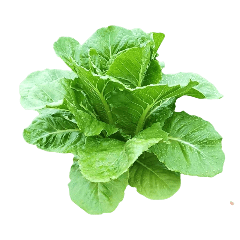 เมล็ดพันธุ์ผักไฮโดรโปนิกส์ HYDROHOBBY 7 ชนิด ชนิดละ 50 เมล็ด (แบบเคลือบ)