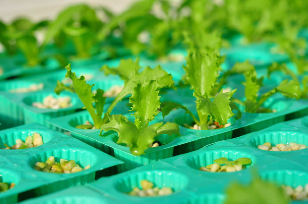 ถาดปลูกผักไฮโดรโปนิกส์ HYDROHOBBY 8000 หลุม สีเขียว_6