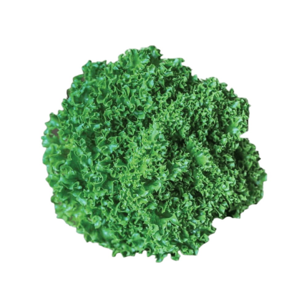 เมล็ดพันธุ์ผักไฮโดรโปนิกส์ HYDROHOBBY 7 ชนิด ชนิดละ 50 เมล็ด (แบบเคลือบ)