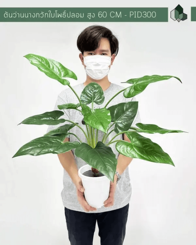 ต้นว่านนางกวักใบโพธิ์ปลอม PIMARN รุ่น PID300 สูง 60 CM - 14 ใบ