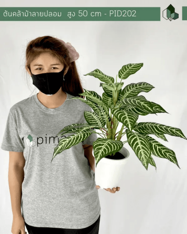 ต้นคล้าม้าลายปลอม PIMARN รุ่น PID202 สูง 50 CM