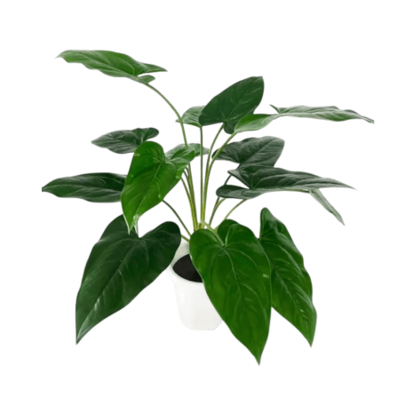 ต้นว่านนางกวักใบโพธิ์ปลอม PIMARN รุ่น PID300 สูง 60 CM - 14 ใบ_0