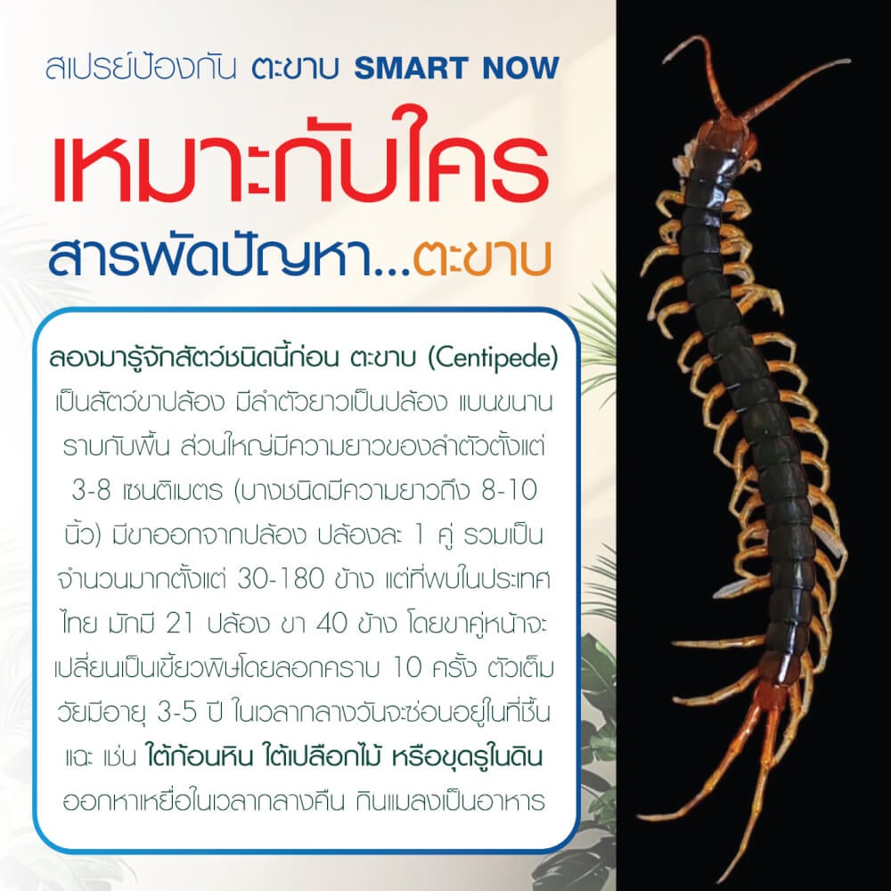 สเปรย์สมุนไพรไล่ตะขาบ แมงป่อง กิ้งกือ SMARTNOW 250 มล.