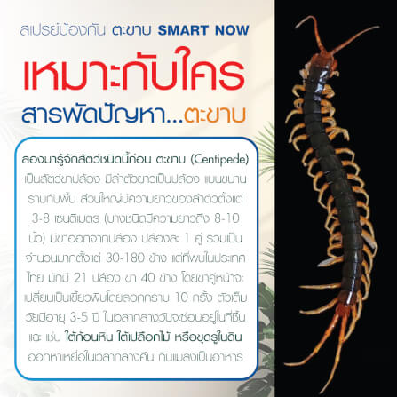 สเปรย์สมุนไพรไล่ตะขาบ แมงป่อง กิ้งกือ SMARTNOW 250 มล._4