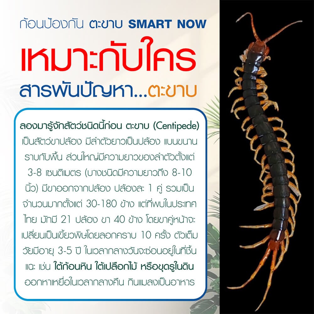 ก้อนป้องกันตะขาบ SMARTNOW บรรจุ 30 ก้อน/กระปุก