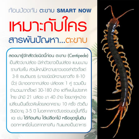 ก้อนป้องกันตะขาบ SMARTNOW บรรจุ 30 ก้อน/กระปุก_4