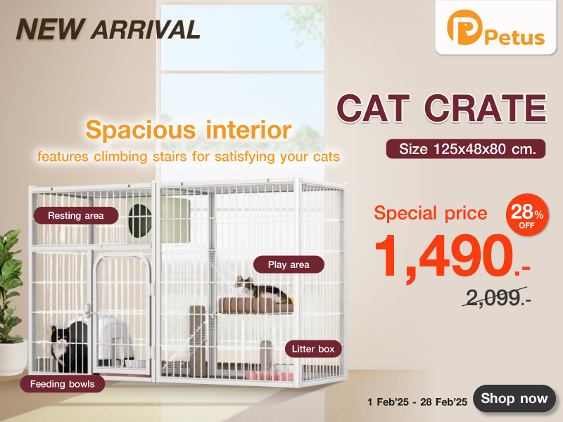 NEW ARRIVAL CAT CRATE